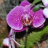 Phalaenopsis spec